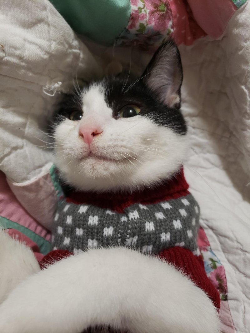 media 8